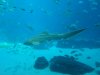 Zebra Shark.JPG