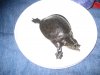 turtle 002.jpg