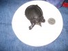 turtle 003.jpg