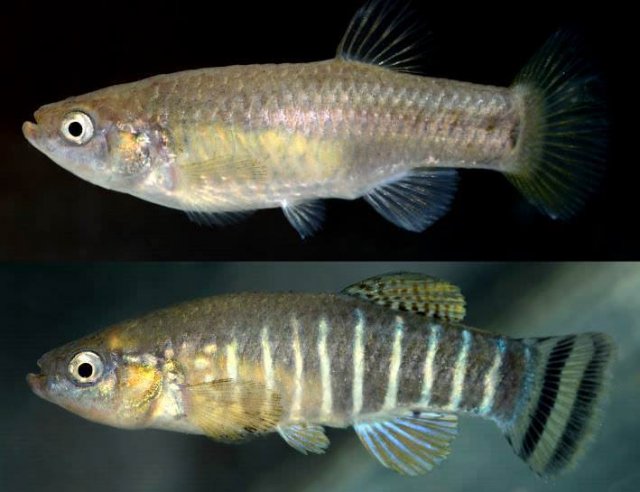 Killifish from Oman .jpg