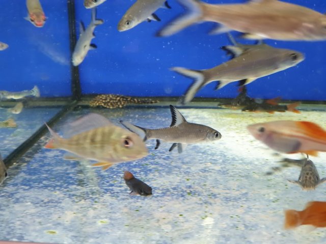 New Fish.jpg New Fish.jpg