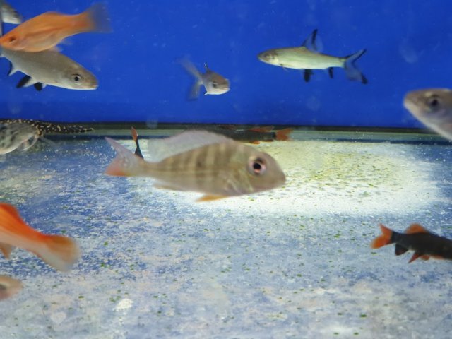New Fish 2.jpg New Fish 2.jpg