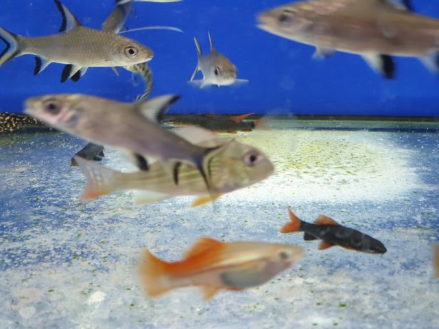 New Fish 3.jpg