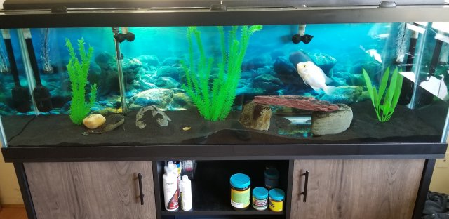 best freshwater fish for 125 gallon tank
