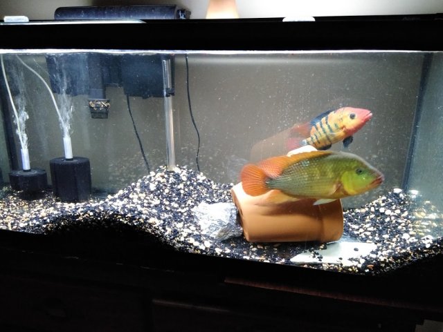 red.terrors.early april.2019.both.good.jpg