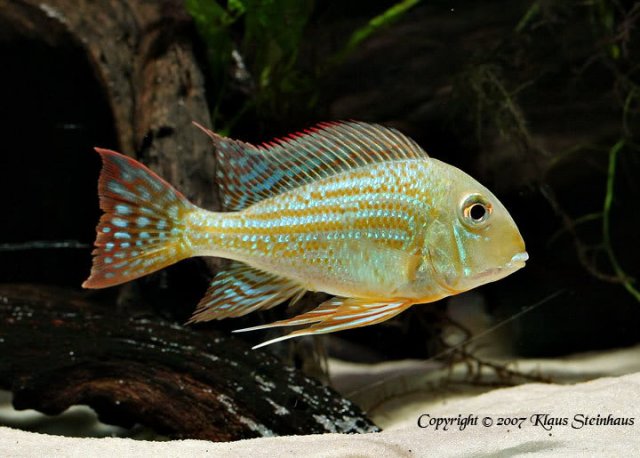 Geophagus altifrons.jpg