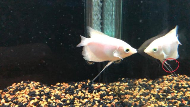 Baby golden giant gourami need help please | MonsterFishKeepers.com