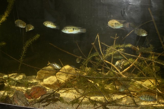 fullsizeoutput_114b.jpeg fullsizeoutput_114b.jpeg