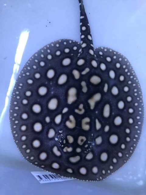 60814047_160197668354144_4995445581162741760_n.jpg 60814047_160197668354144_4995445581162741760_n.jpg