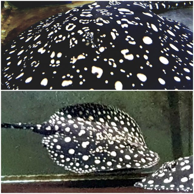 60895491_1104276633112363_2388003272569913344_n.jpg 60895491_1104276633112363_2388003272569913344_n.jpg