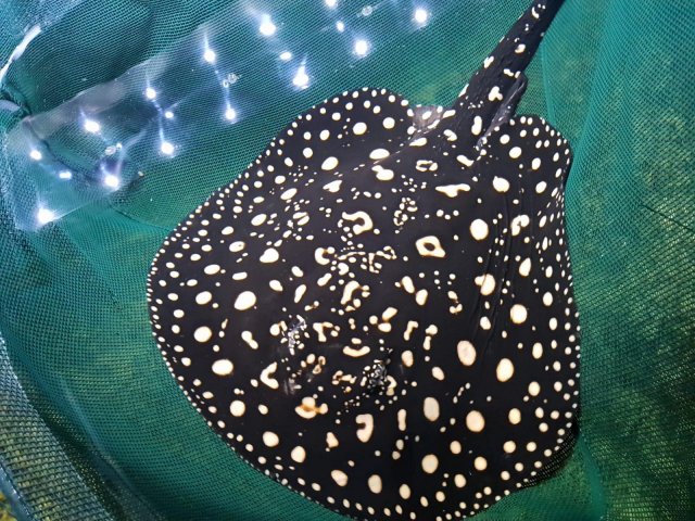 60997575_607502809756762_4760517789263855616_n.jpg 60997575_607502809756762_4760517789263855616_n.jpg