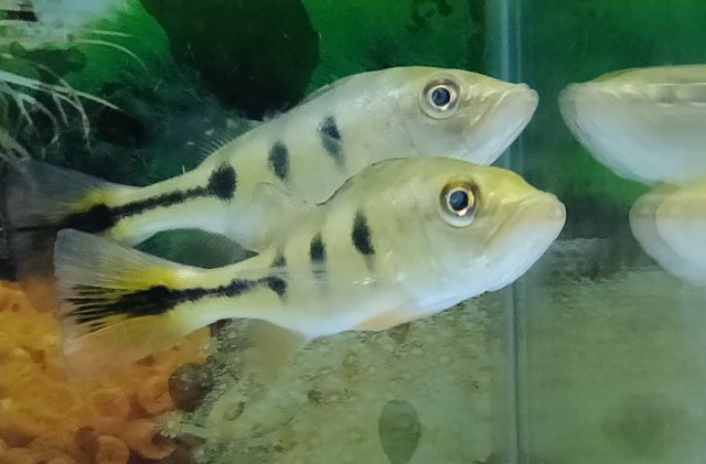 Baby peacock bass Clearance