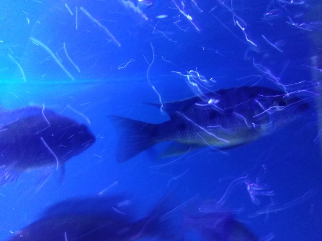 IMG_20190616_132146.jpg