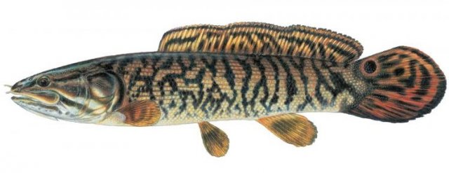 bowfin.jpg