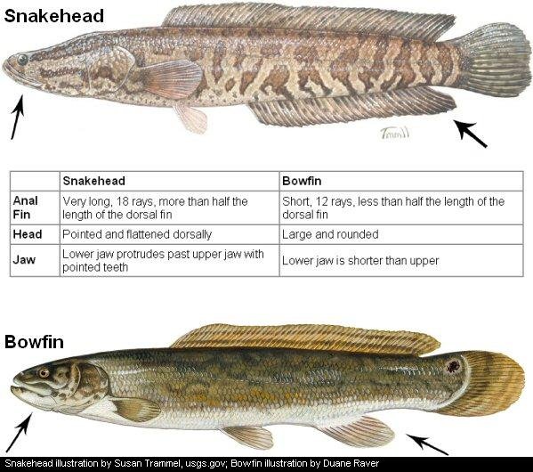 snakeheadbowfin.jpg