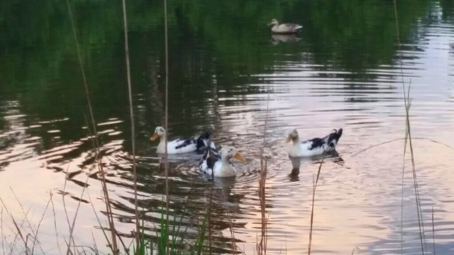 2019-06-18 07.21.23.jpg