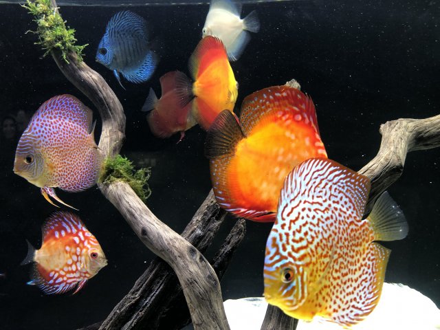 D4DFCEF8-37D1-429C-825B-6ED9B5832914.jpeg D4DFCEF8-37D1-429C-825B-6ED9B5832914.jpeg