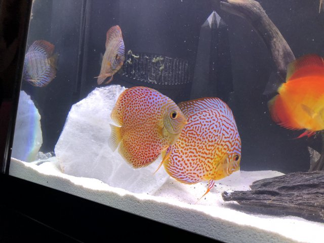 7D70EAF8-32FE-4120-A714-2A65AA4EA292.jpeg 7D70EAF8-32FE-4120-A714-2A65AA4EA292.jpeg