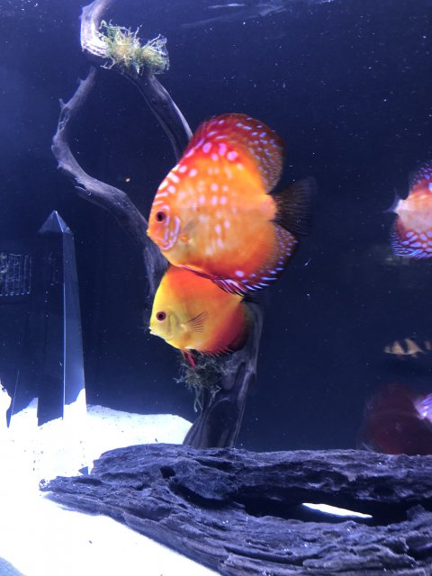 44CF6BB9-93AE-495C-BC4F-486399656C7F.jpeg 44CF6BB9-93AE-495C-BC4F-486399656C7F.jpeg