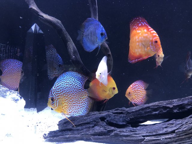 A267C654-146B-466F-A72D-911325F40252.jpeg A267C654-146B-466F-A72D-911325F40252.jpeg