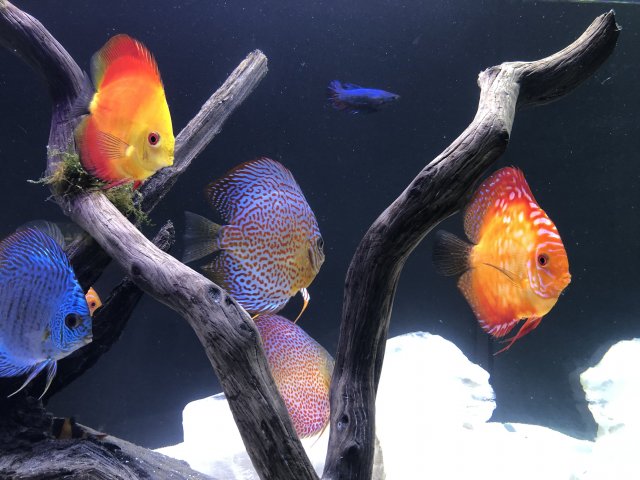 0F085D83-FE5C-4536-A556-2701D5D458D2.jpeg 0F085D83-FE5C-4536-A556-2701D5D458D2.jpeg