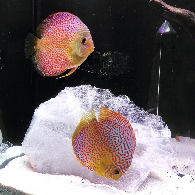 5412A06A-0EF4-4C76-991B-17917756FBAA.jpeg 5412A06A-0EF4-4C76-991B-17917756FBAA.jpeg