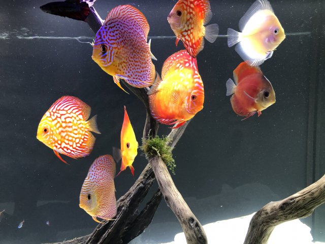 77874CB2-9326-47FE-B79A-7383148F3CAB.jpeg 77874CB2-9326-47FE-B79A-7383148F3CAB.jpeg