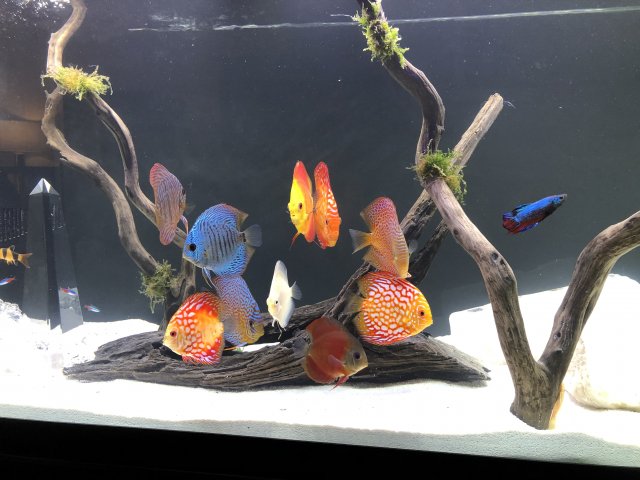 3631A3D2-69A8-4D16-A0D1-E1299390594B.jpeg 3631A3D2-69A8-4D16-A0D1-E1299390594B.jpeg