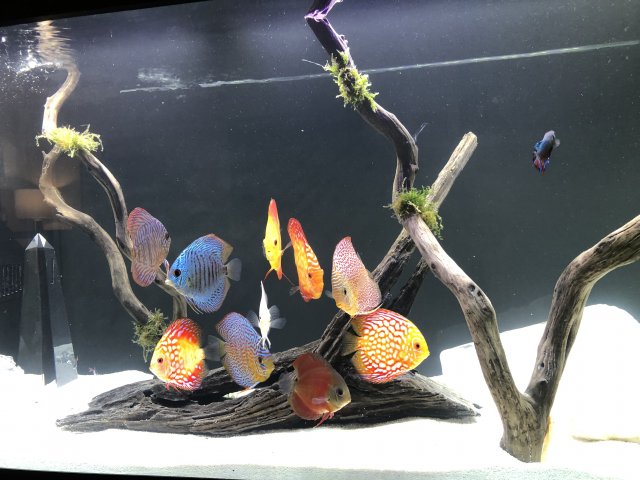 6D38AFFC-3985-41E2-ADF1-F5567AA9A0F7.jpeg 6D38AFFC-3985-41E2-ADF1-F5567AA9A0F7.jpeg