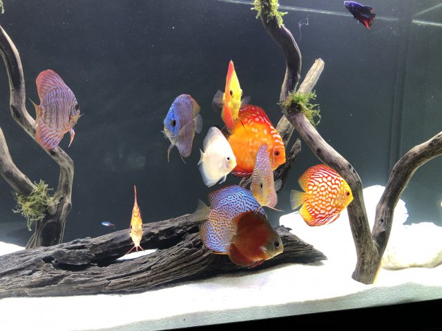 45192ACD-686B-47F9-814E-D5C0454A4AA9.jpeg 45192ACD-686B-47F9-814E-D5C0454A4AA9.jpeg