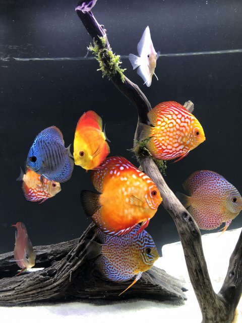 24AC4575-1098-4EB0-849F-04882EF0CEB7.jpeg 24AC4575-1098-4EB0-849F-04882EF0CEB7.jpeg