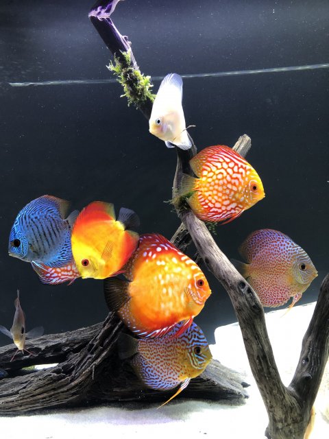 286DC08B-F553-4AA5-8854-D74F84B22B6F.jpeg 286DC08B-F553-4AA5-8854-D74F84B22B6F.jpeg