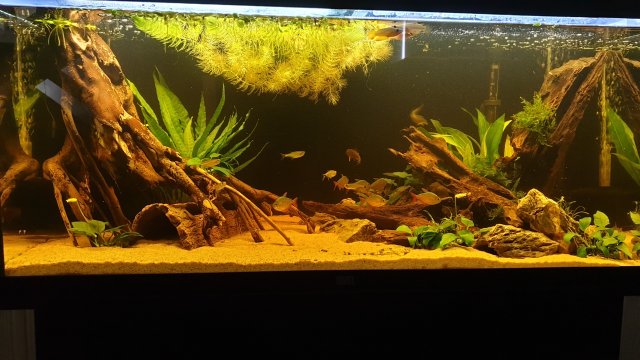 67+ Dekorasi Aquarium Channa Terbaik
