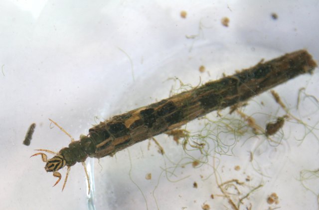 Caddisfly_Larva.jpg