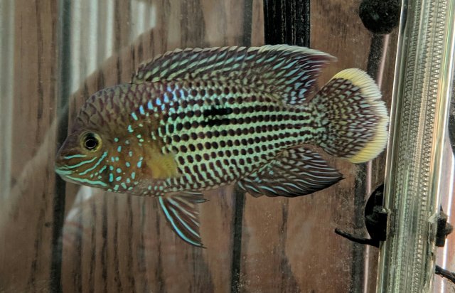 AA7212CB-B8CB-4355-B7FD-EB4592BA6D02.jpeg AA7212CB-B8CB-4355-B7FD-EB4592BA6D02.jpeg