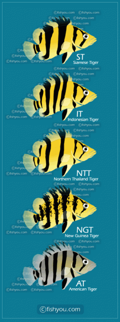 tiger-types.gif