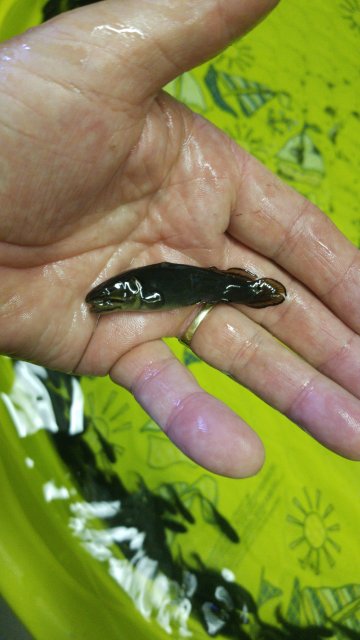 Any tips on where I can find baby bowfin? | MonsterFishKeepers.com