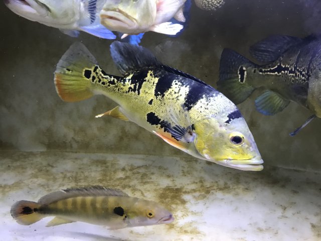0C87BB88-CC31-4805-B8AA-8CE75B6CF35D.jpeg