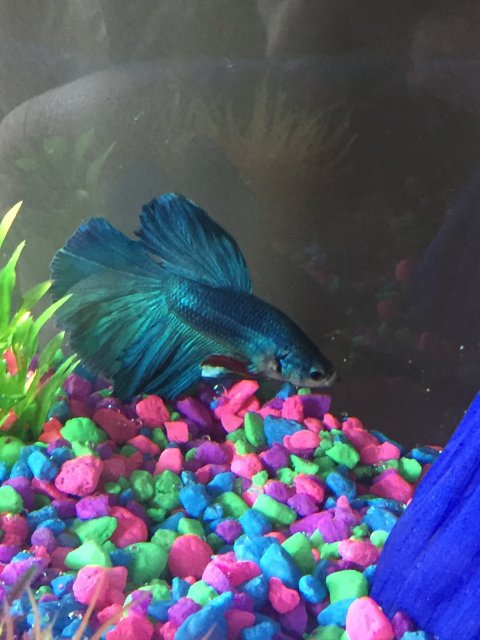 72AB63C4-C124-4D7A-9CA7-2E9D2093AF28.jpeg 72AB63C4-C124-4D7A-9CA7-2E9D2093AF28.jpeg