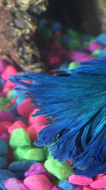 5B36A4EC-ADA7-4E70-91C1-F70D3837AD72.png 5B36A4EC-ADA7-4E70-91C1-F70D3837AD72.png