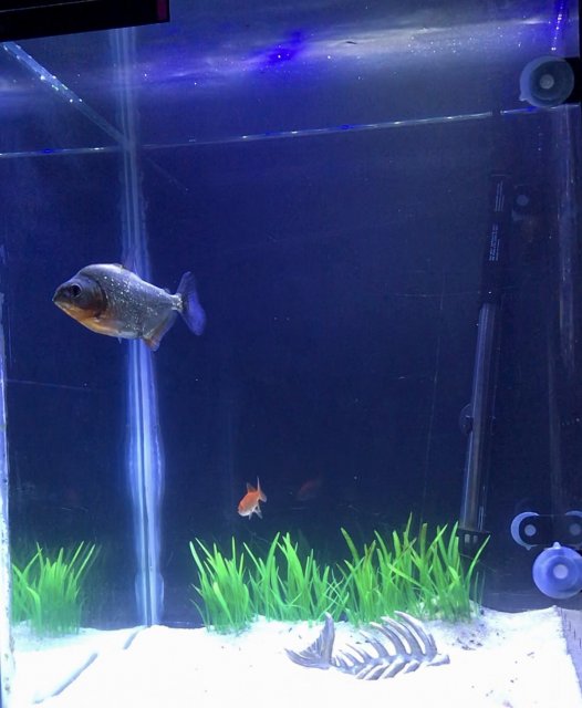 3EDAFB50-D8E9-47D2-A2E7-72A92B967DFC.jpeg 3EDAFB50-D8E9-47D2-A2E7-72A92B967DFC.jpeg