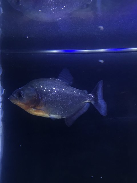 195A194A-8449-4371-B400-18CB8343EE5A.jpeg 195A194A-8449-4371-B400-18CB8343EE5A.jpeg