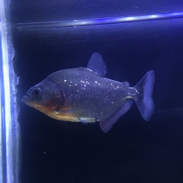 F722507F-752D-4551-B0E7-9FC6E5E883AE.jpeg F722507F-752D-4551-B0E7-9FC6E5E883AE.jpeg