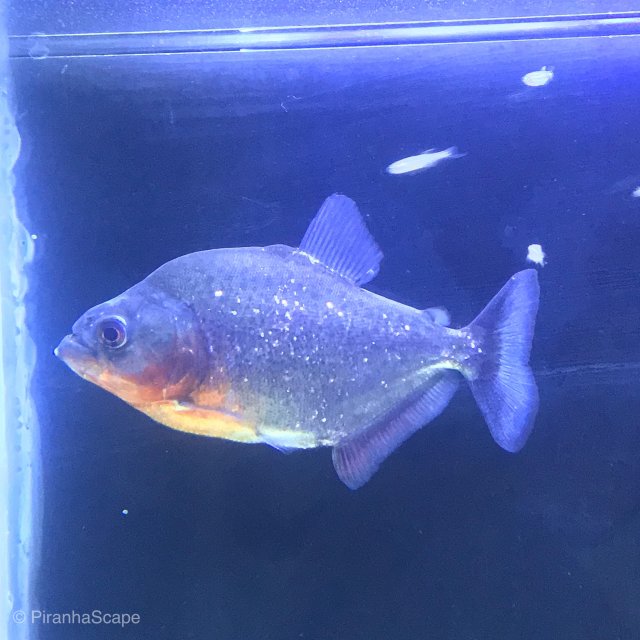 FC77B4A6-69EA-4678-931F-AB715A6C94AD.jpeg FC77B4A6-69EA-4678-931F-AB715A6C94AD.jpeg