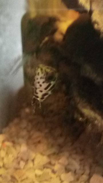 IMG_20190702_090820.jpg IMG_20190702_090820.jpg