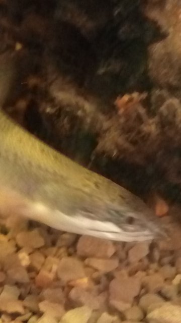 IMG_20190702_090814.jpg IMG_20190702_090814.jpg