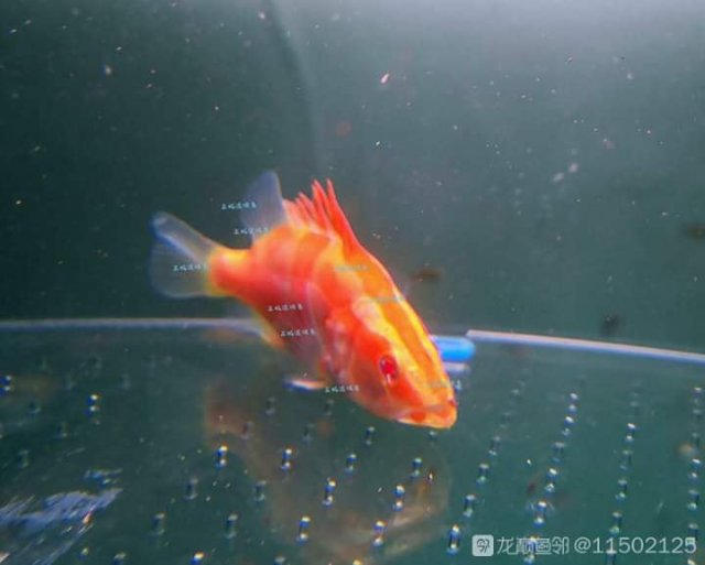 Albino Chineese Perch 2.jpg