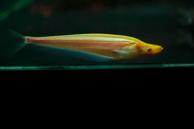 Albino Phalacronotus.jpg