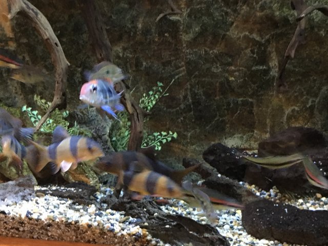 Loaches and geos.JPG