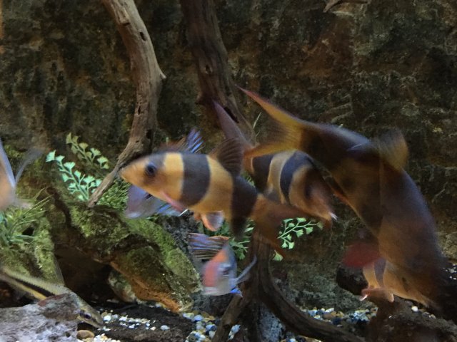 loaches.JPG loaches.JPG